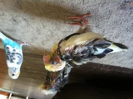 What type of cockatiel?