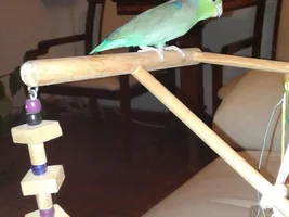 Enrichment ideas, share yours