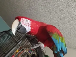 Just adopted 5 yo greenwing