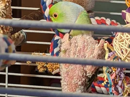 The Continuing Capers of Companion-ing Cotton