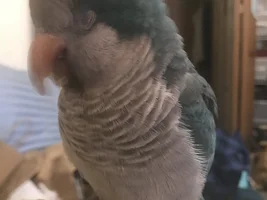 Show me your sleepy bird photos