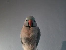 Why my parrot doesnt have this?