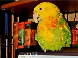 Opinions