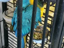 Our Flock has grown!