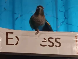 Green Cheek Conure - Color/Genetics question