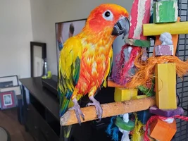 Wet birdies!