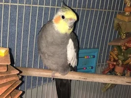 I can’t tell what cockatiel molting looks like.