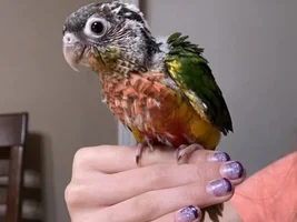 New member here! First birb, Green Cheek Conure!