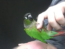 new to the form