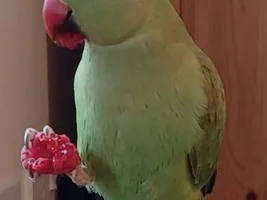 Tweety sweetie!