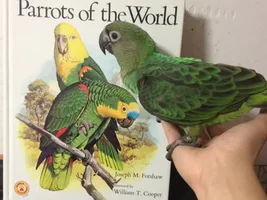 My Jardine's Parrot