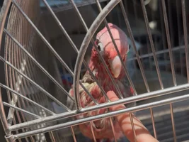 galah cockatoo question—is this bird sick?