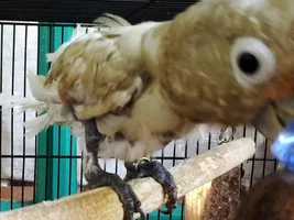 Any Ideas for This sticky situation?