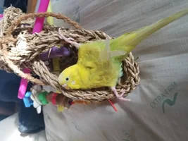 Splay legged baby