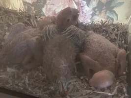 3 more Scarlet Macaw Eggs. 1 clutch was in summer, this is the 1st official clutch of fall.