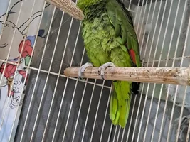 Adopting an Amazon in need