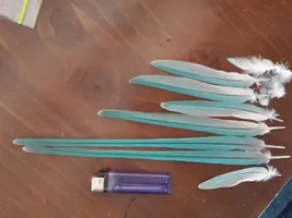 Tail Feather Trauma