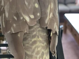 Were her wings clipped too short?