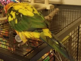Why are my green cheek conure feathers turned black