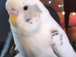 Official budgie photo thread!