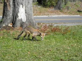 This is what was in my front yard yesterday afternoon............