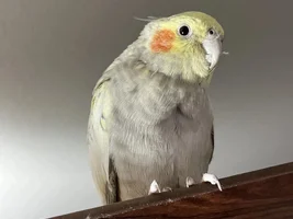Help identify gender