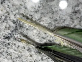 Weird parrot feather! A little worried!