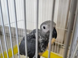 What age to introduce cage to baby parrot?
