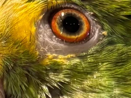 Does your parrot have eyelashes?