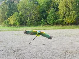 Just a couple of new pictures of Drago