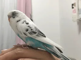 Looking for Specific Naturally Molted Lovebird Feathers for Crafting