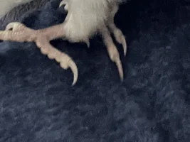 Help with perch’s