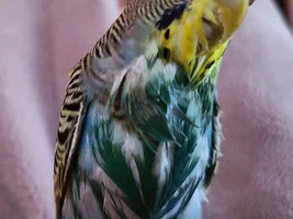Wet chickens!!