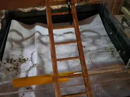 Possibly cage bound bird