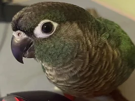 Black feathers around beak