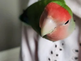 0.5 pics of your birds... and go!
