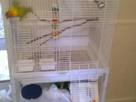 LoveBird Actions/Body Language