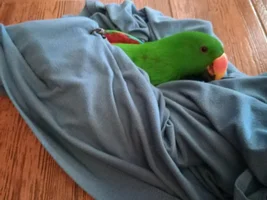confusion after vet (pellets??)
