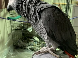 Update on Bobby