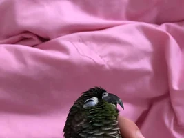 Hi everyone! IMPORTANT QUESTION