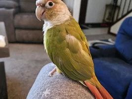 Got my nails done, green cheek aggressive towards me now