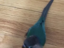 Green cheek Conure tail curve
