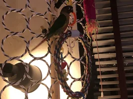Yoshi’s jungle gym