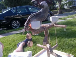 New baby CAG! Question introducing other bird