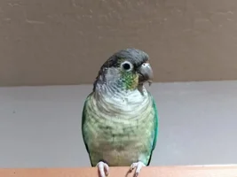 What mutation is this one?