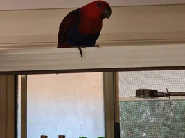 How many birds in parrot forums ?