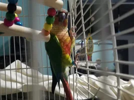 Help advice on taming my sweet green cheek conure that is terrified of hands