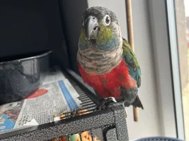 Pellet success!
