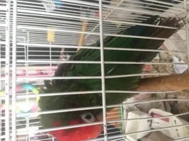 Help identify my parrot