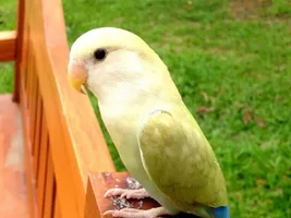 Parrotlets